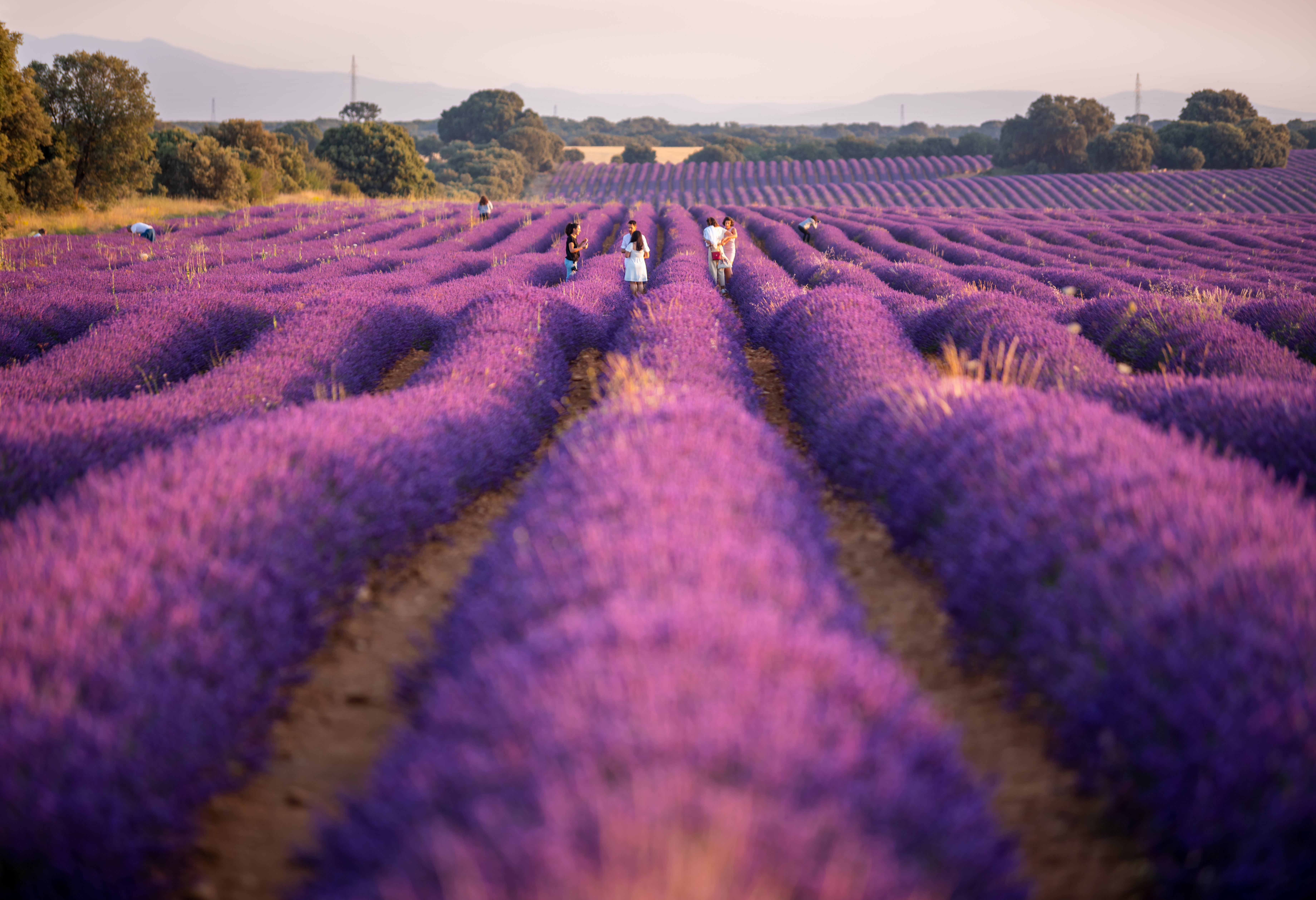 a group of people walking in a field of purple flowers
