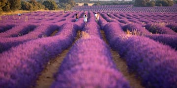 a group of people walking in a field of purple flowers