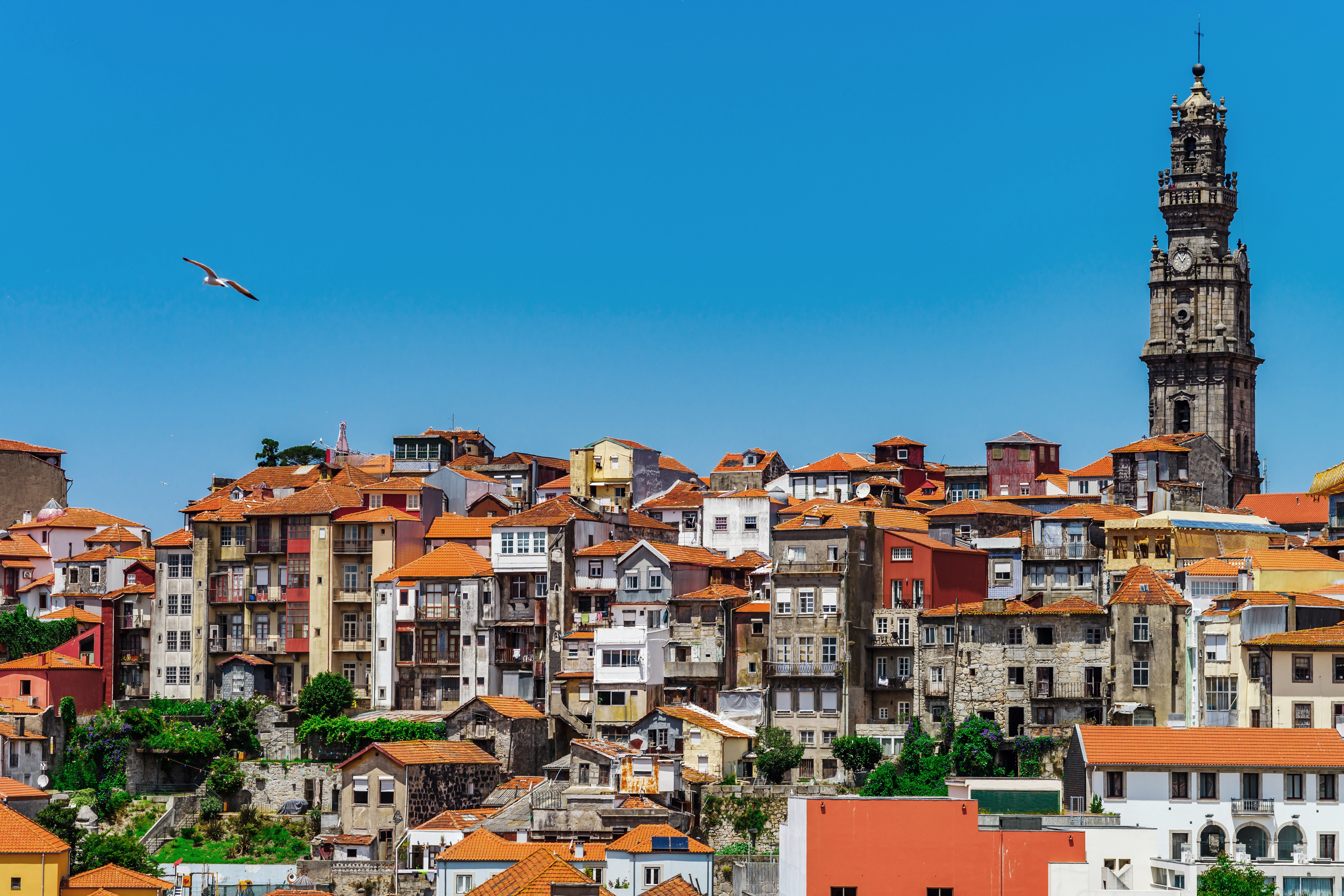 a bird flying over a city