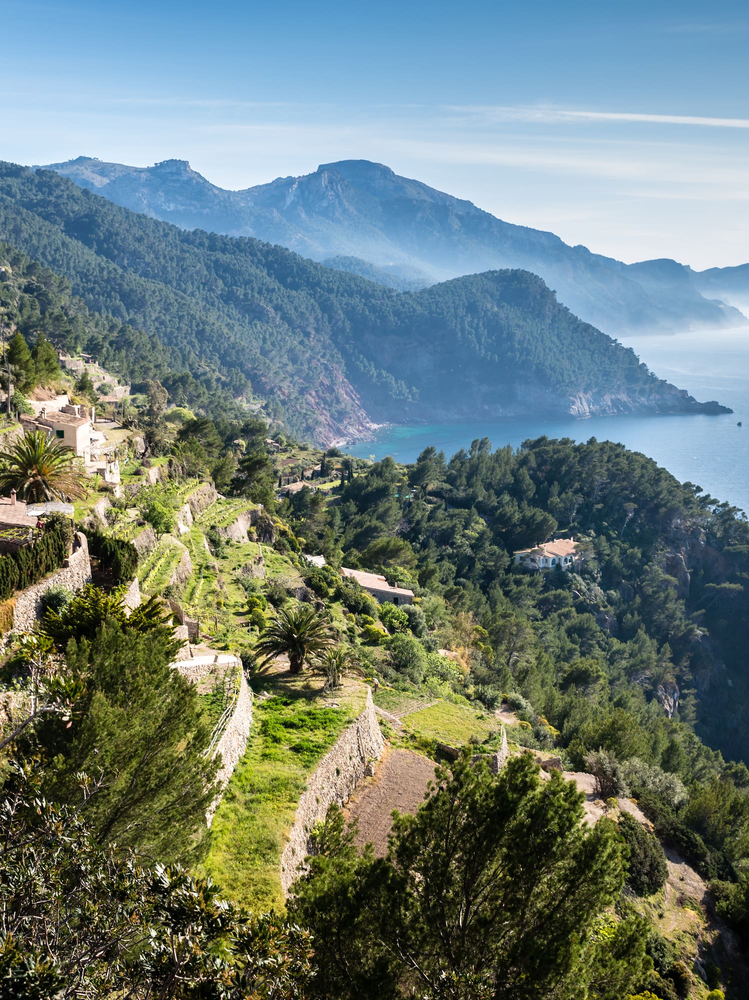 a hillside with trees and mountains in the background