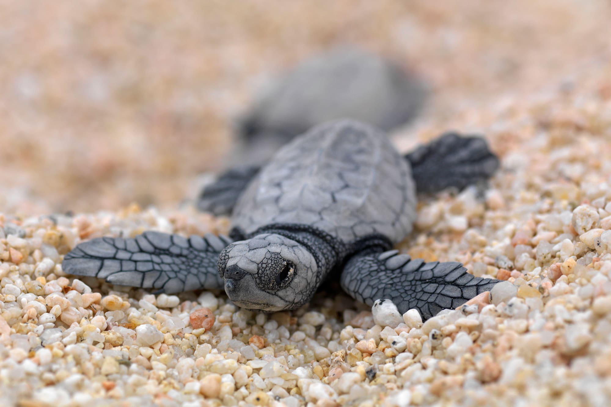a baby turtle on the sand