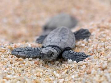 a baby turtle on the sand