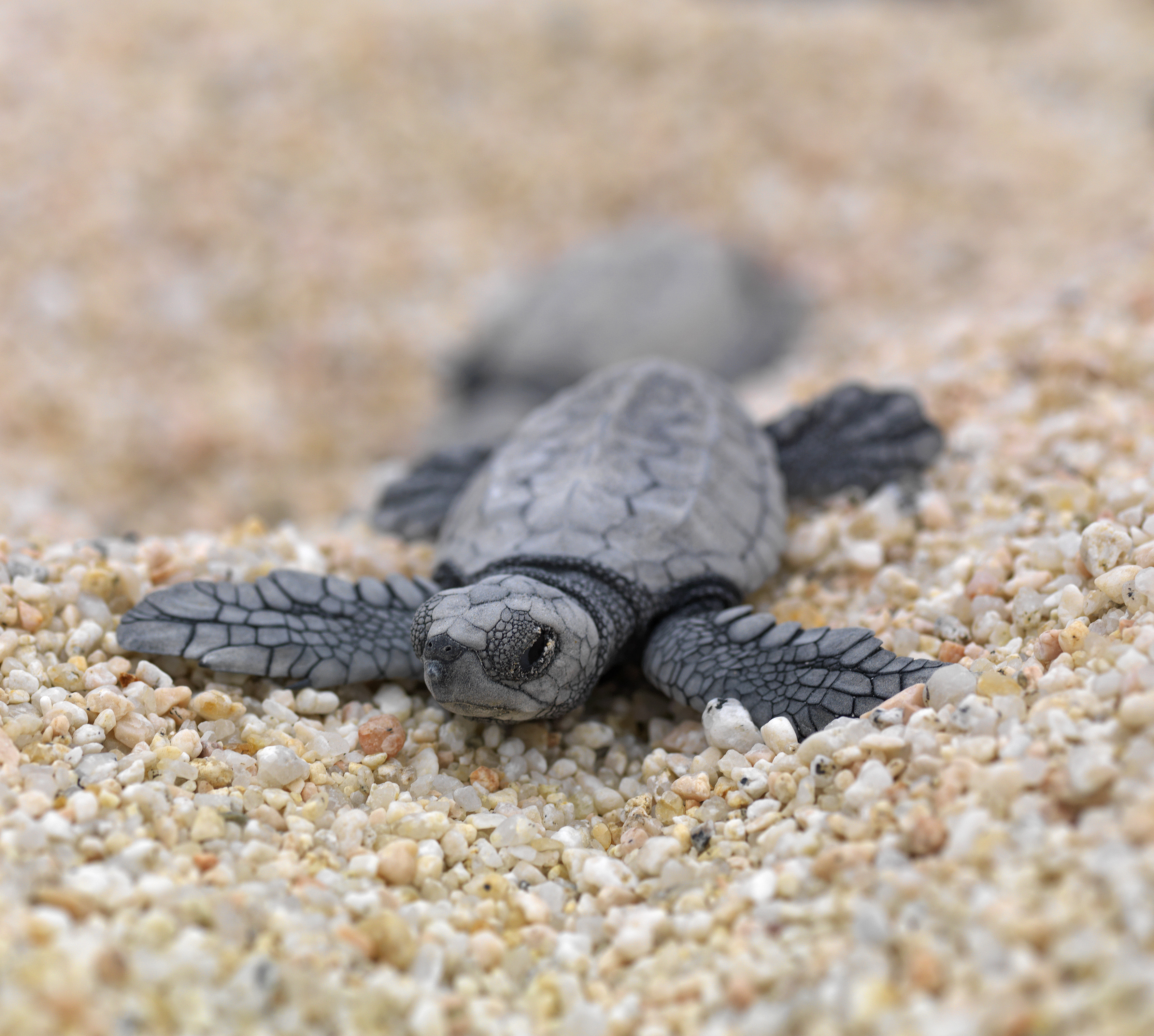 a baby turtle on the sand