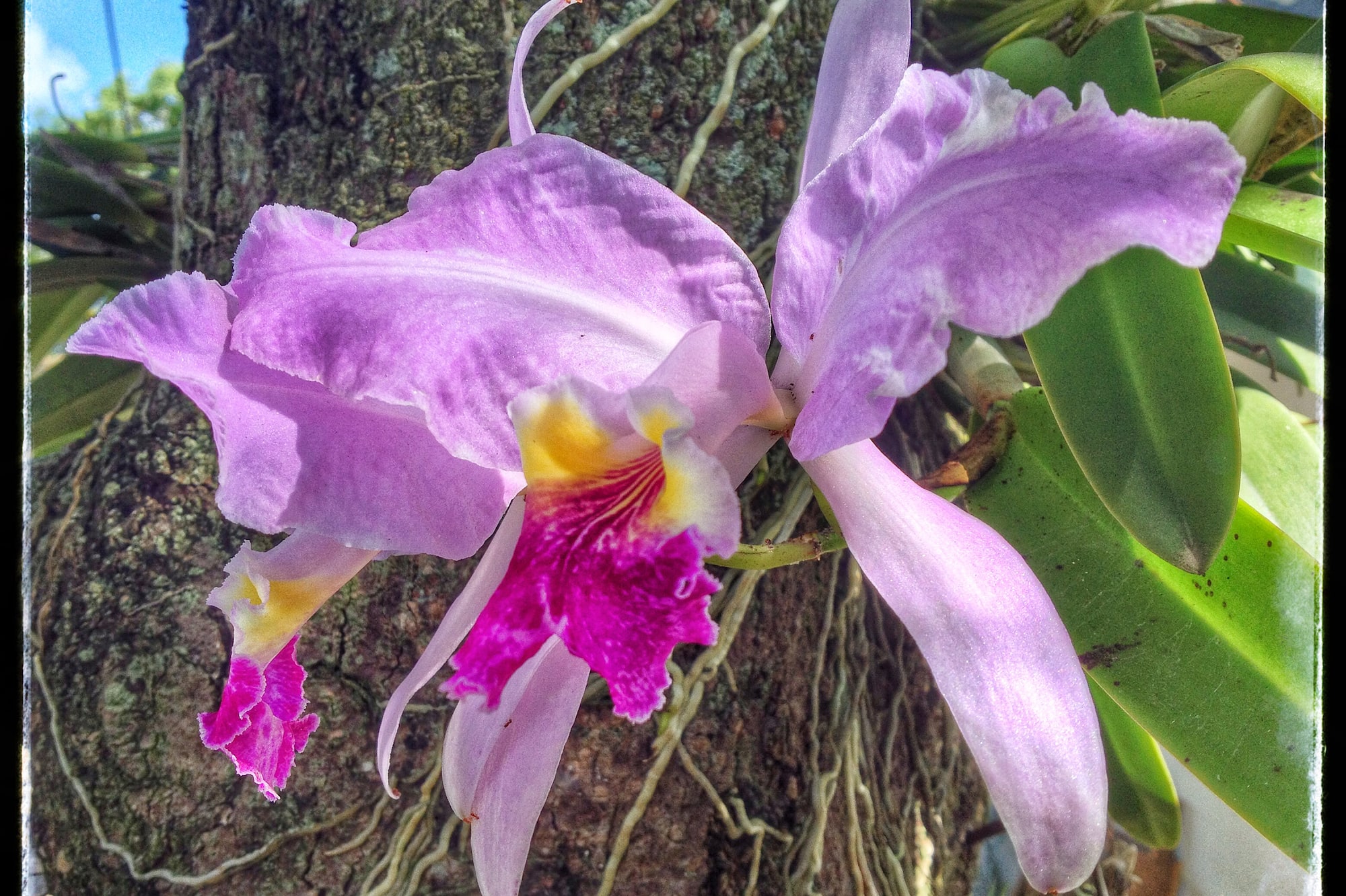 a purple flower on a tree
