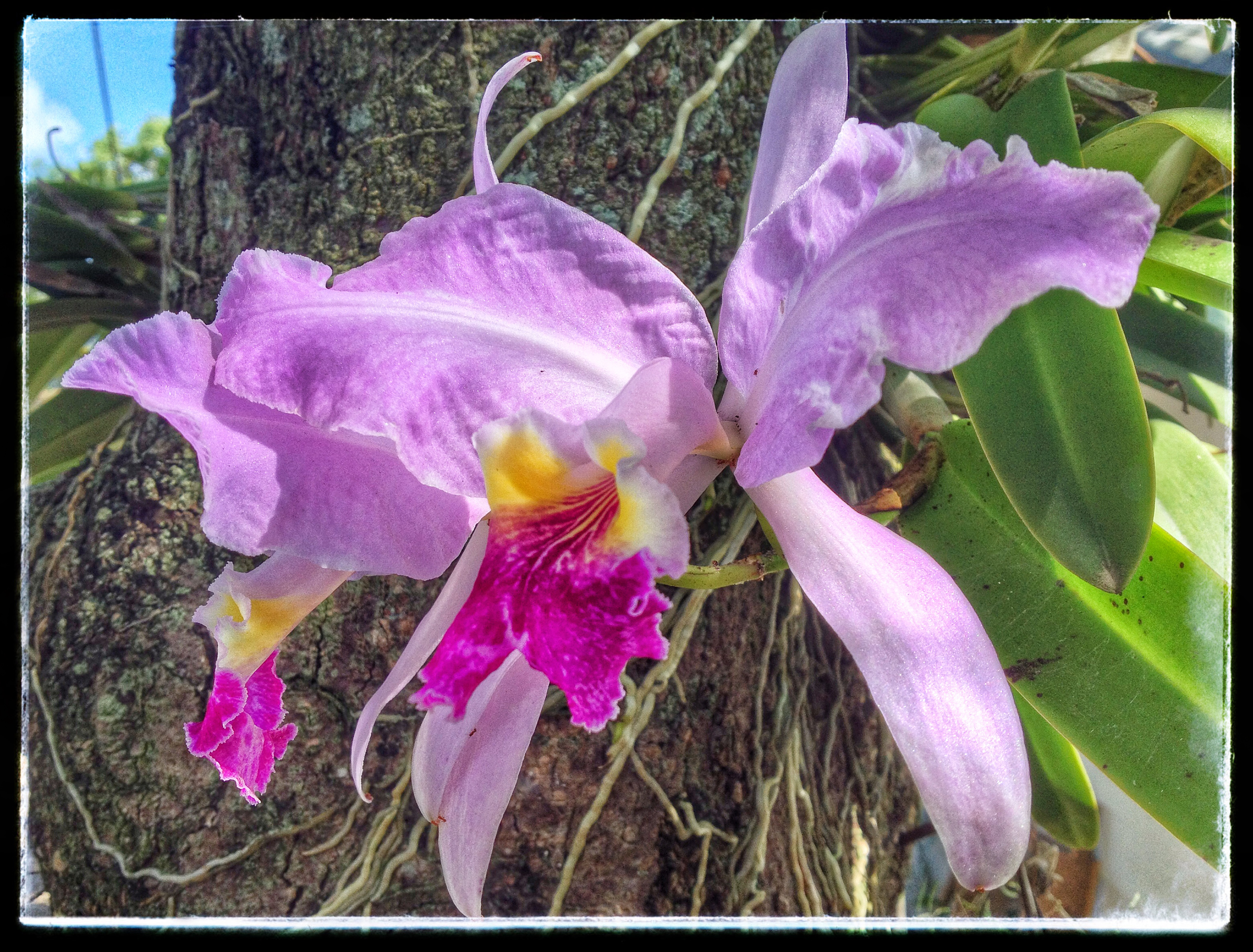 a purple flower on a tree