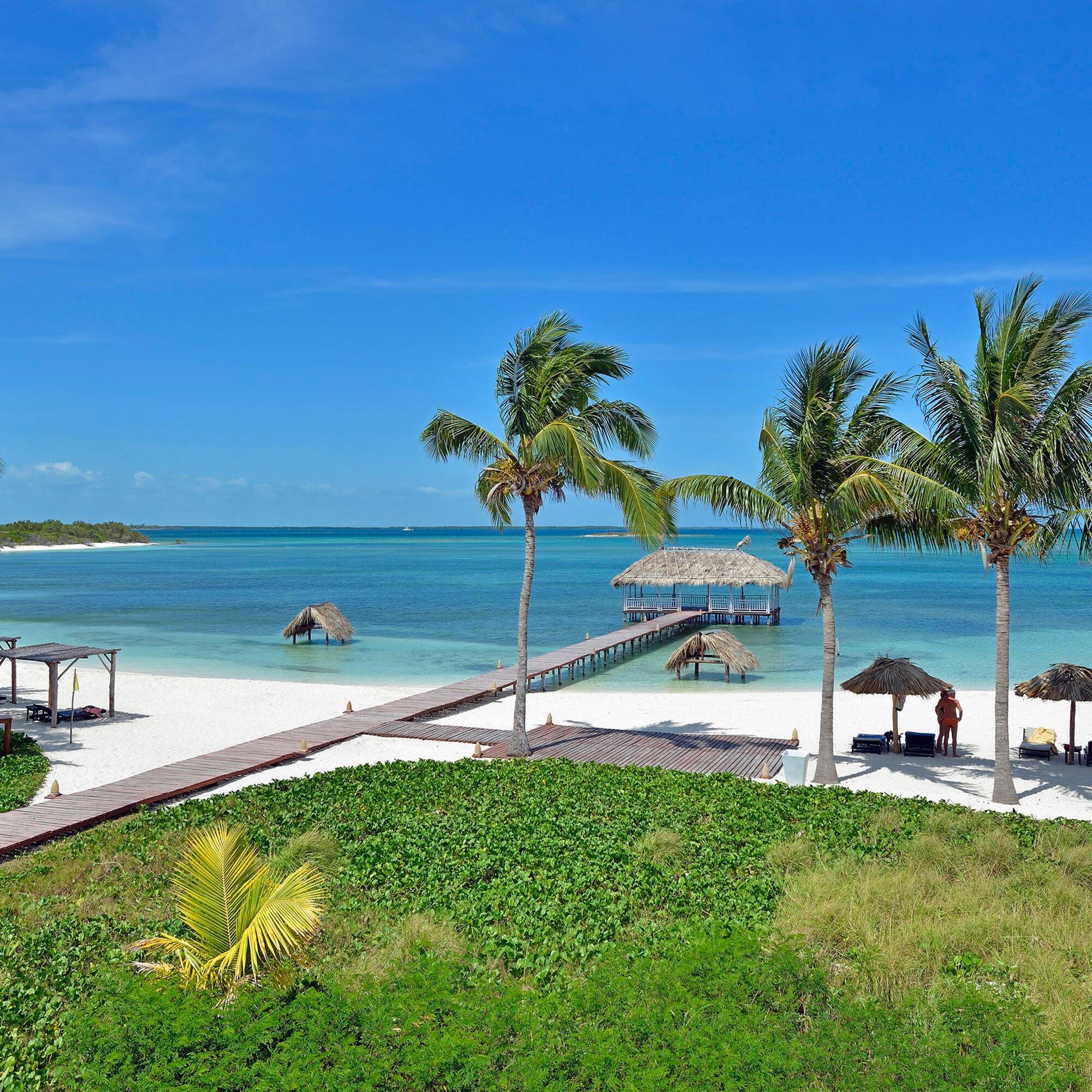 a beach with palm trees and a dock