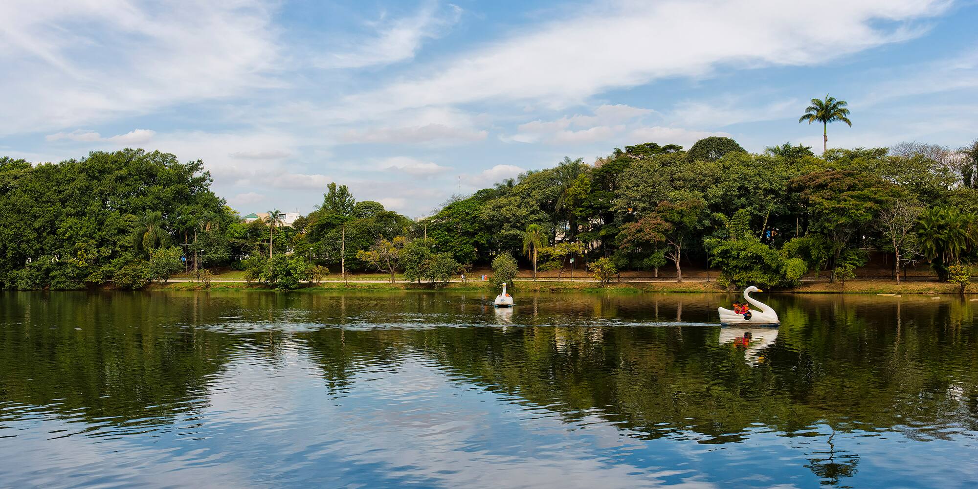 a couple of swans in a lake