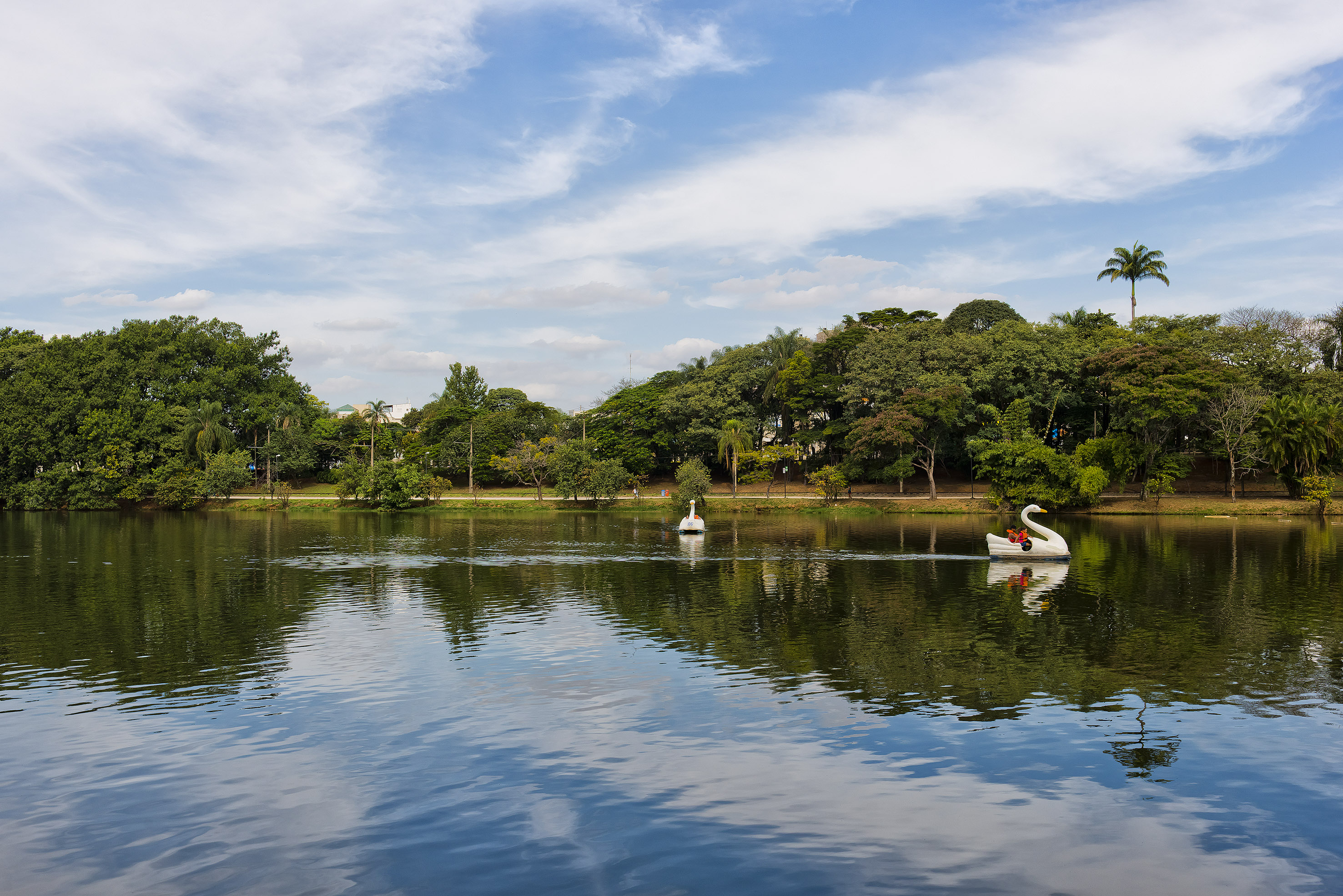 Swan pedal boats on a lake surrounded by lush green trees under a blue sky.