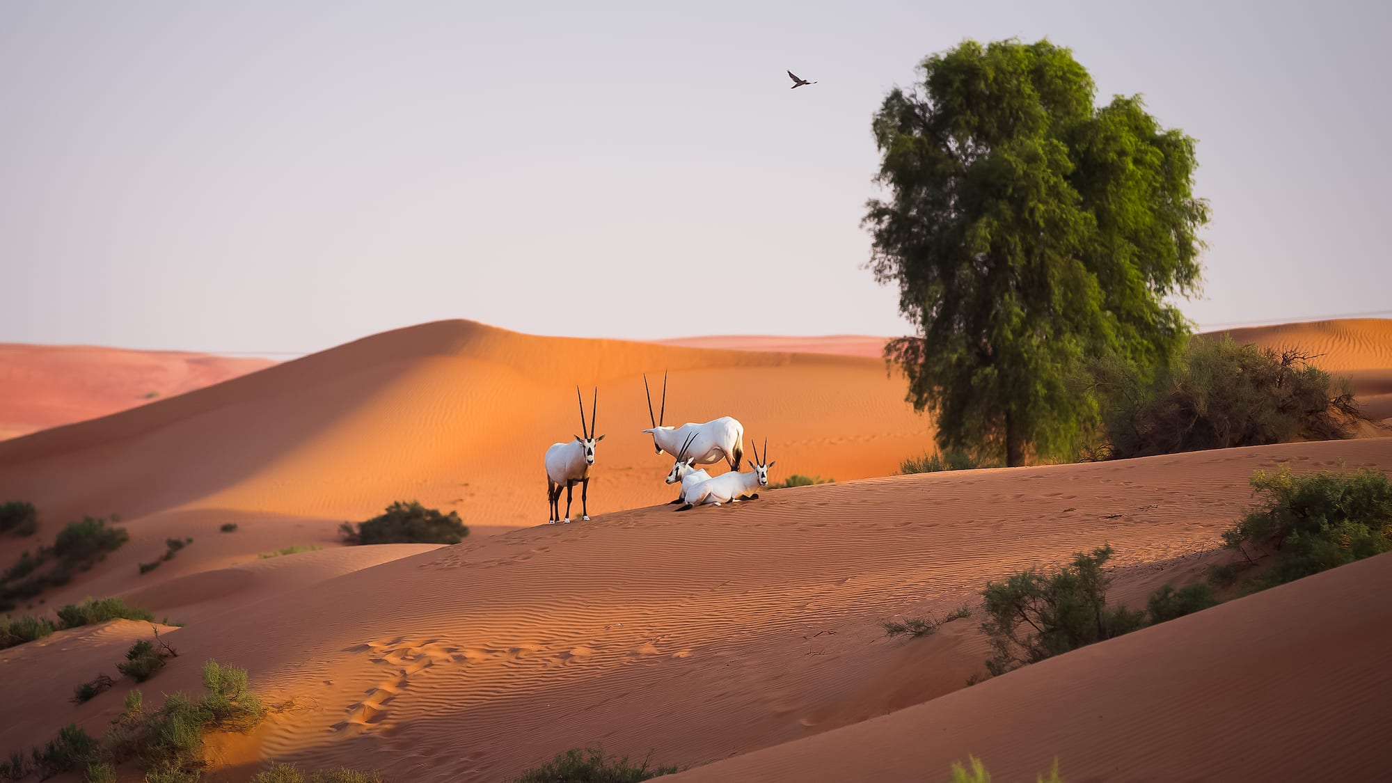 a group of animals in a desert
