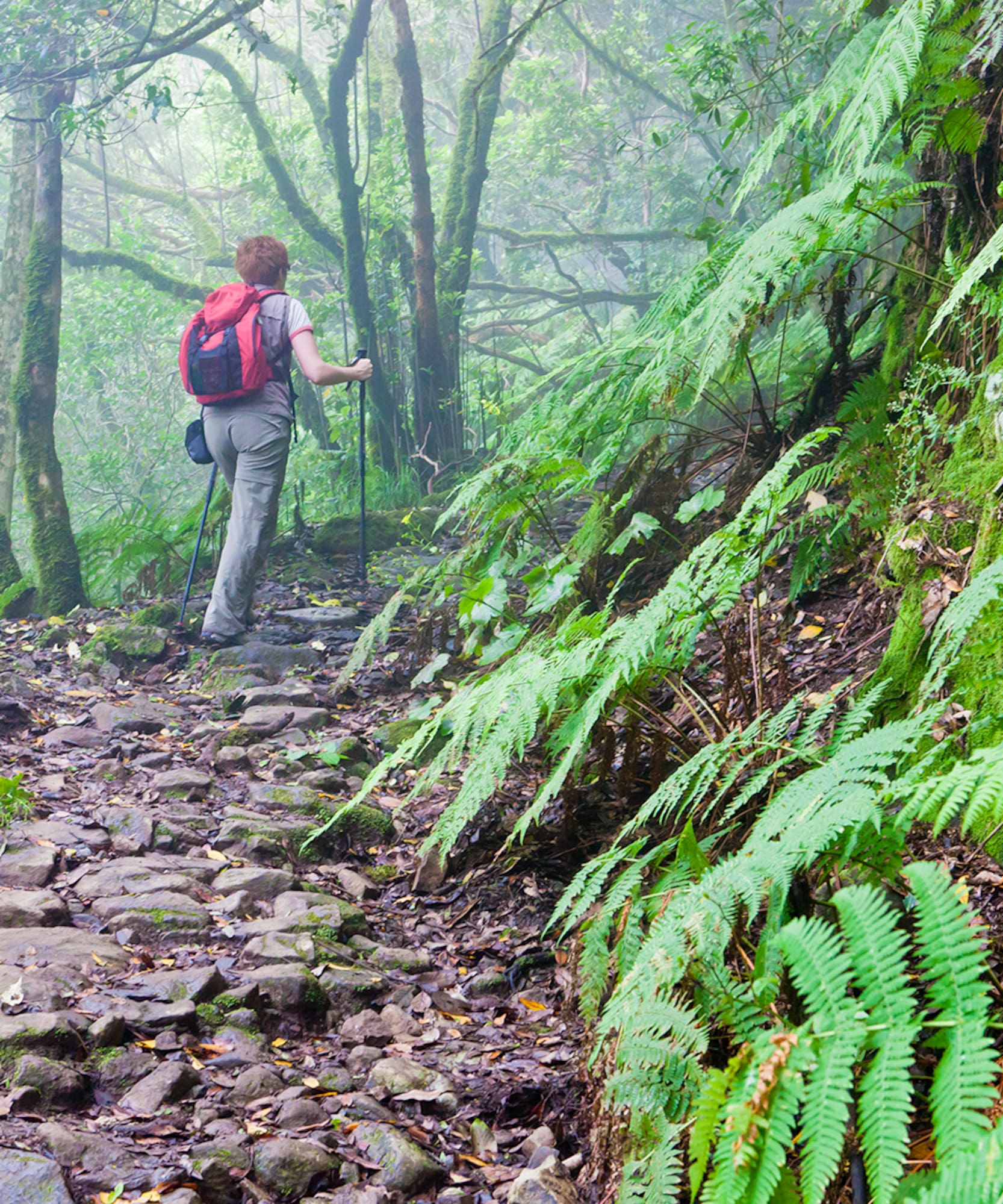 Senderista con mochila en sendero rocoso, bosque húmedo de musgo y helechos.