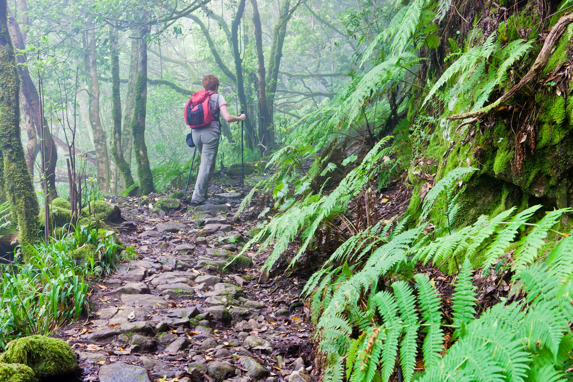 Senderista con mochila en sendero rocoso, bosque húmedo de musgo y helechos.