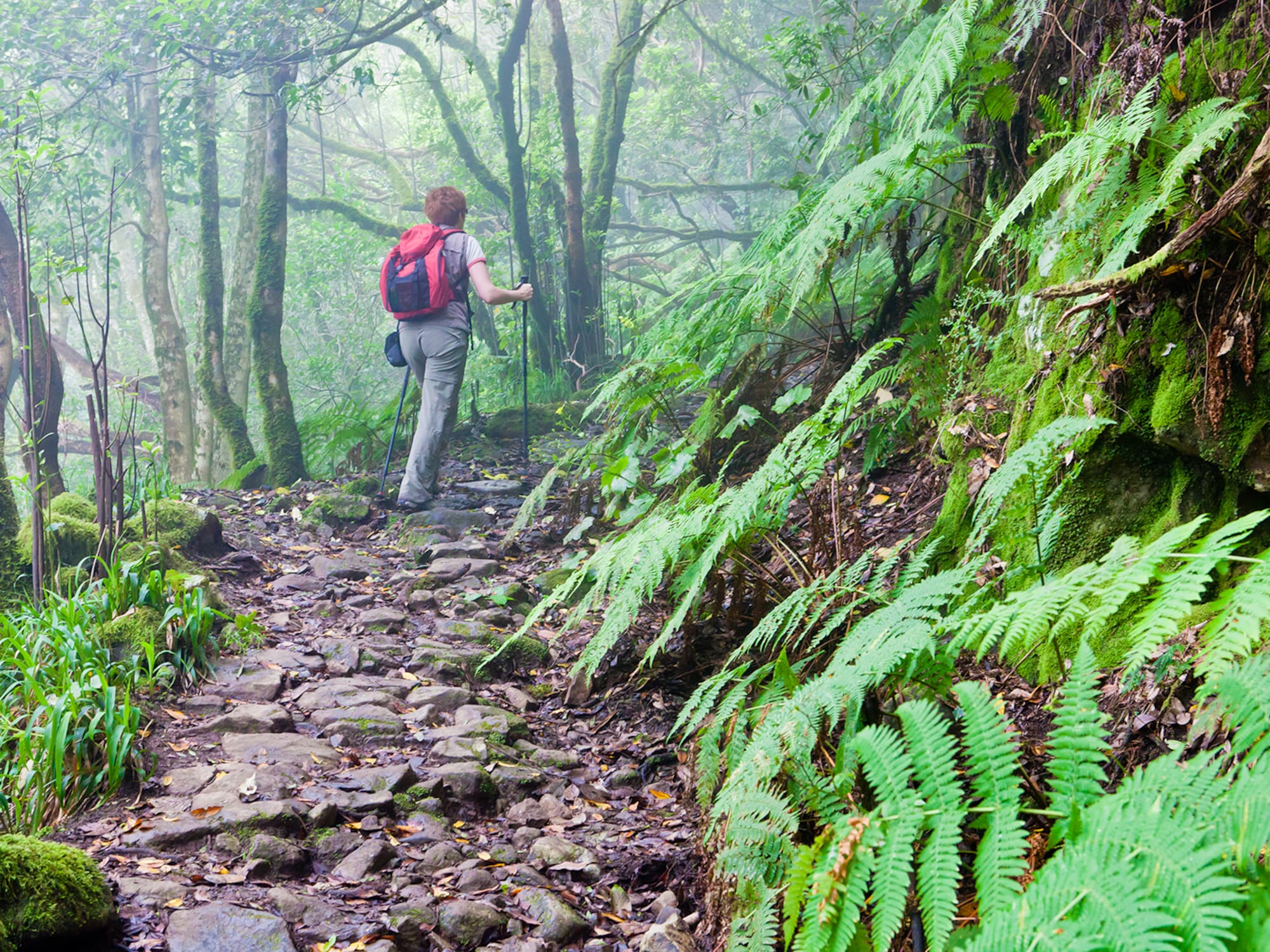 a person hiking in the woods