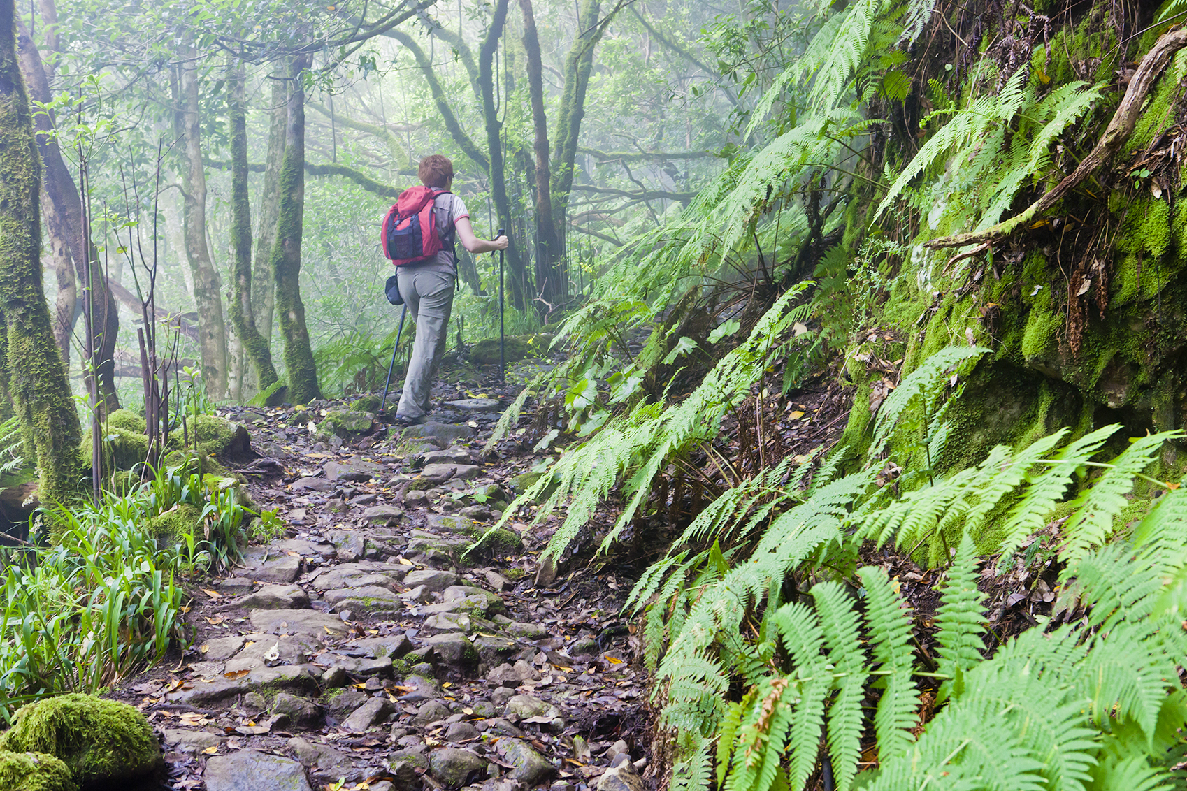 Senderista con mochila en sendero rocoso, bosque húmedo de musgo y helechos.