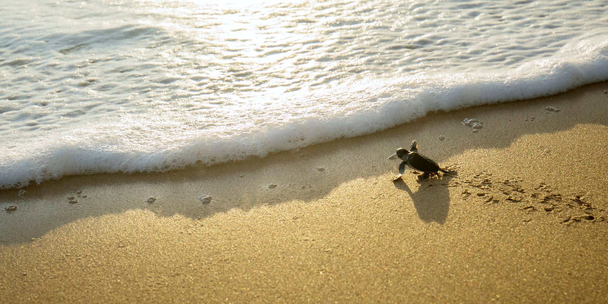 a small turtle on a beach