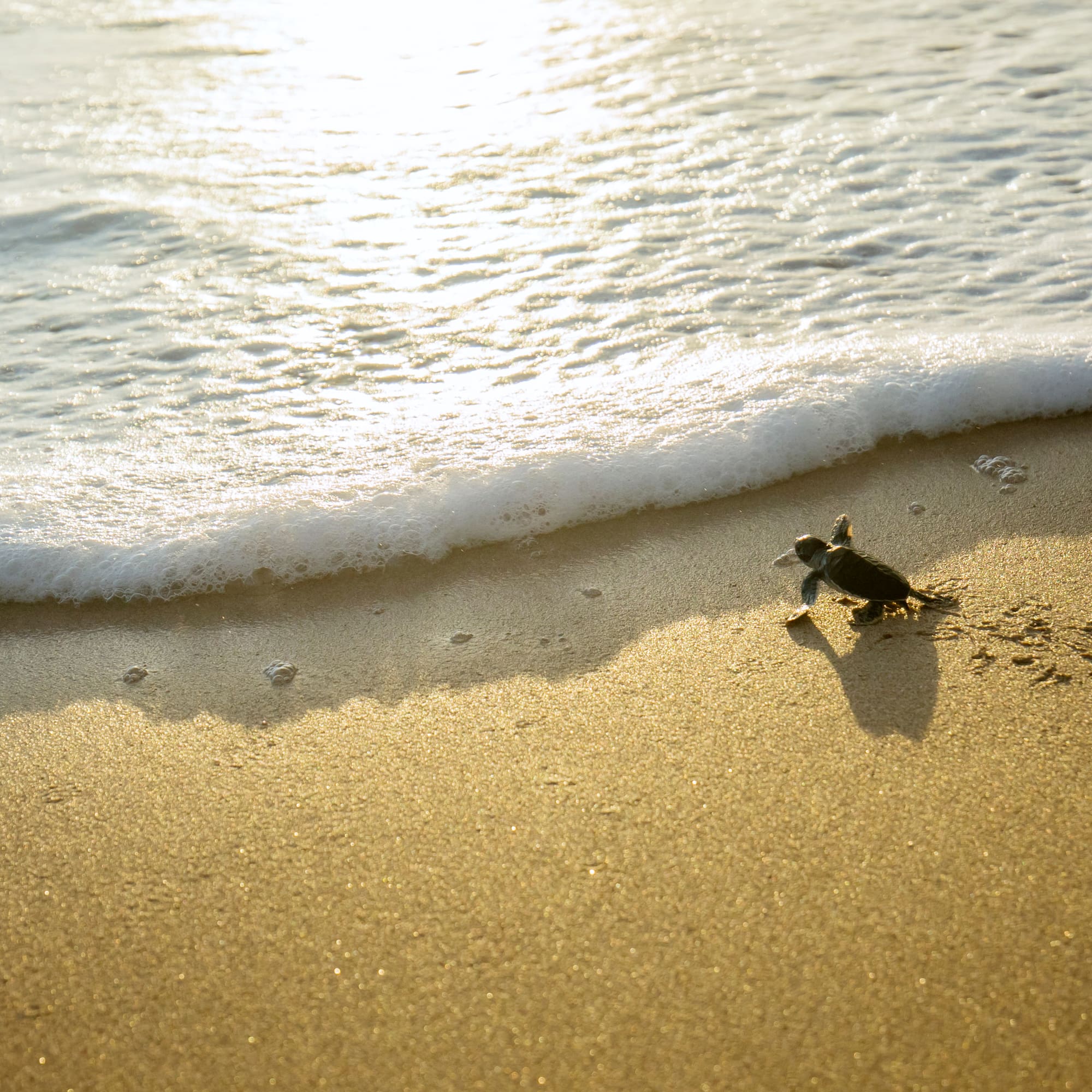 a small turtle on a beach