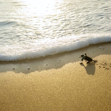 a small turtle on a beach
