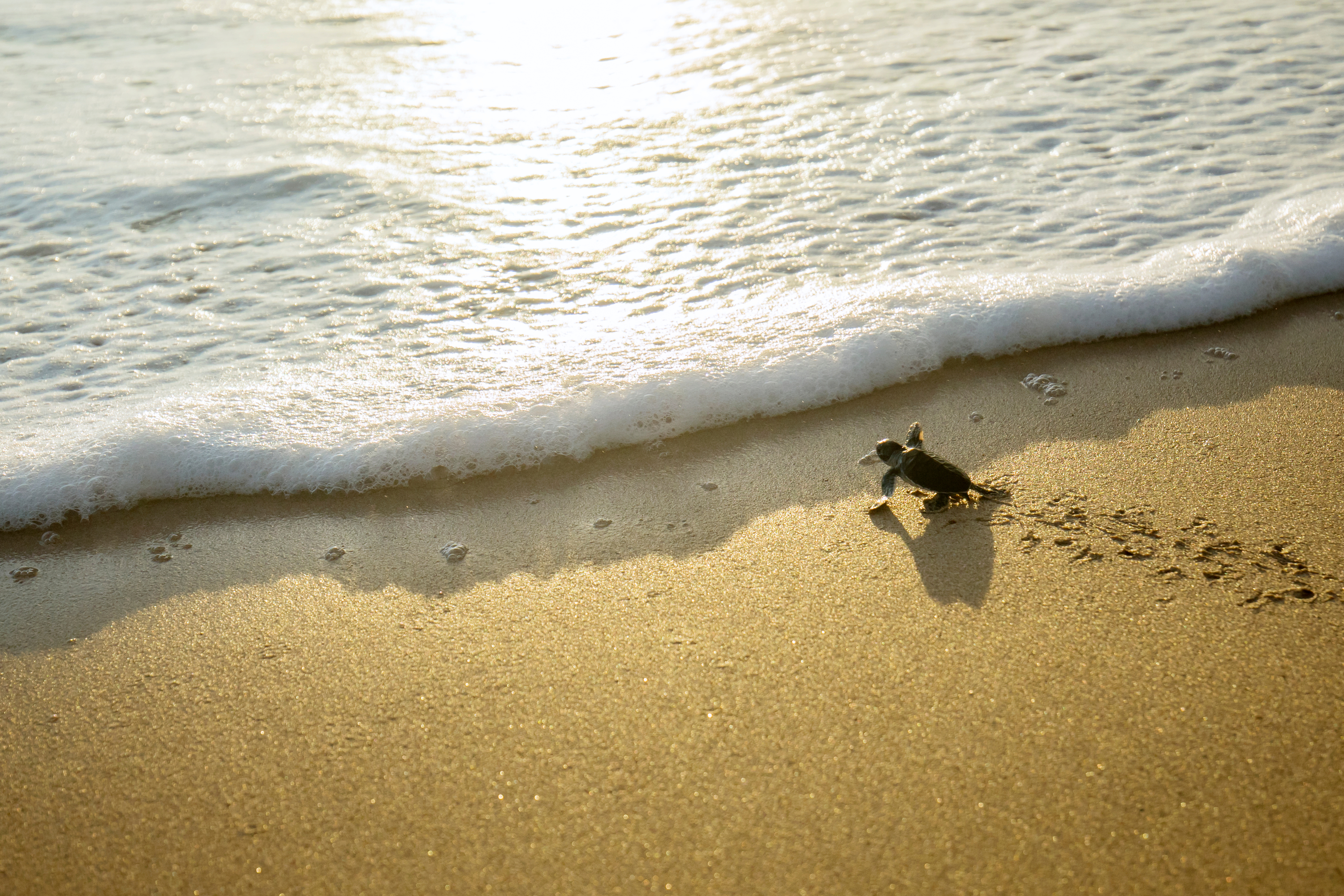 Baby sea turtle hatchling crawls on sandy beach towards ocean waves at sunrise.