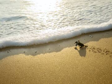 a small turtle on a beach