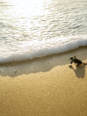a small turtle on a beach