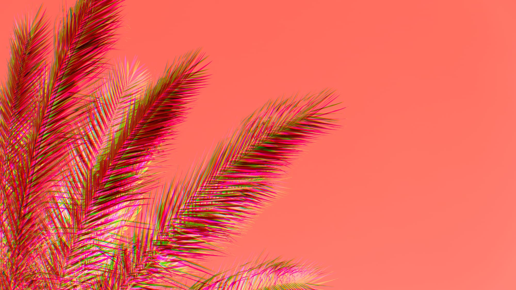 palm trees against a pink background