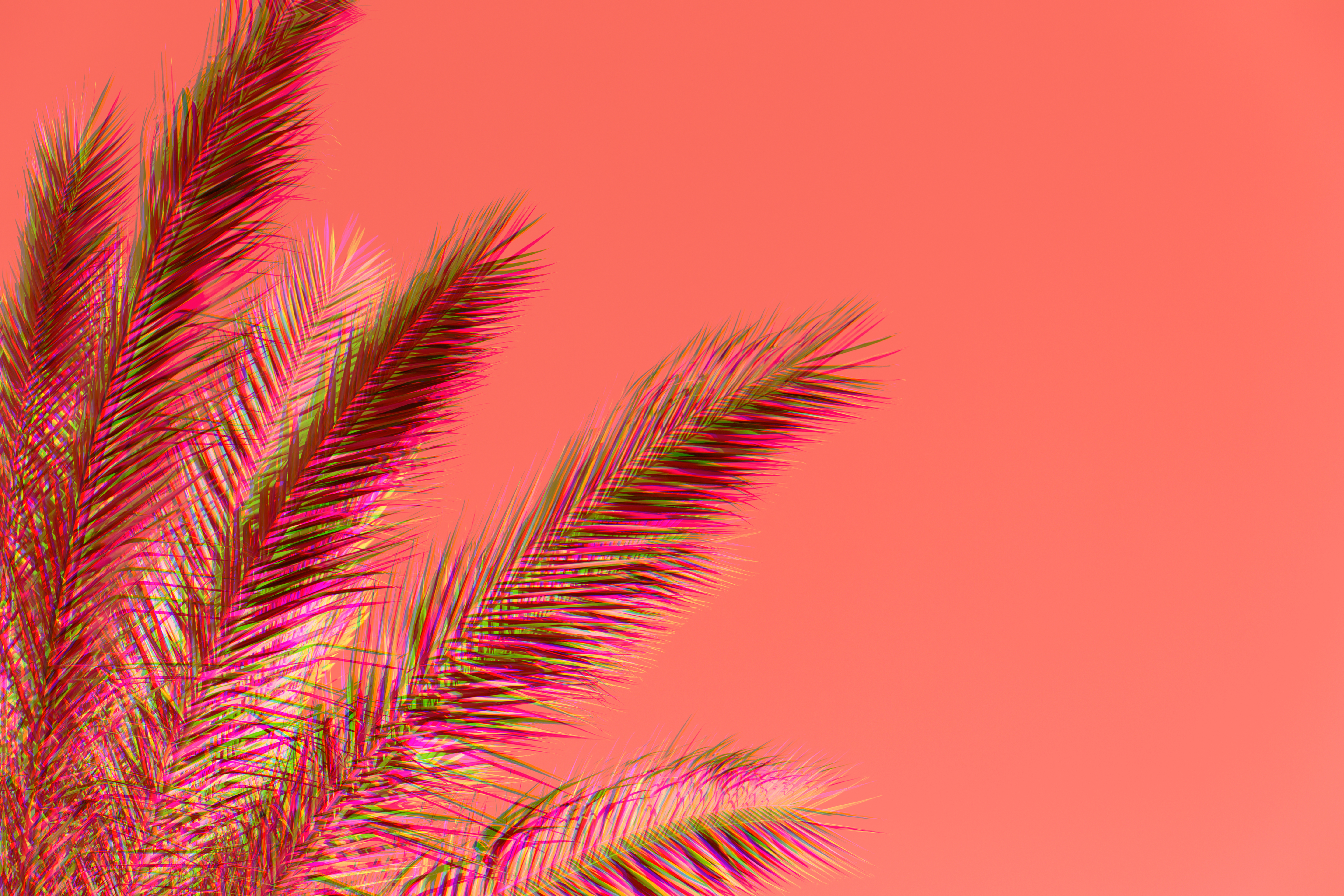 palm trees against a pink background