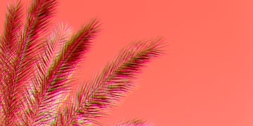 palm trees against a pink background