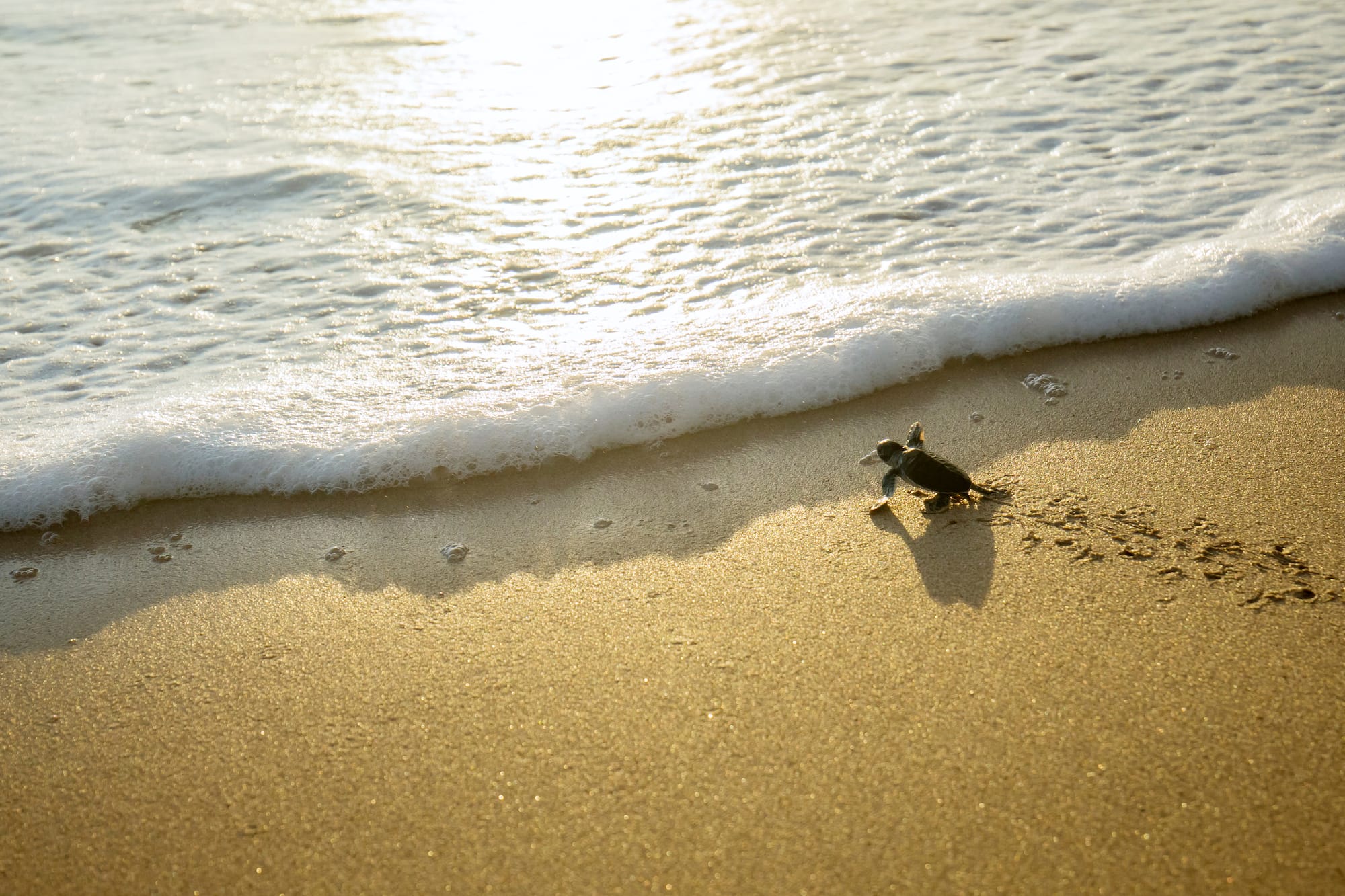 a small turtle on a beach