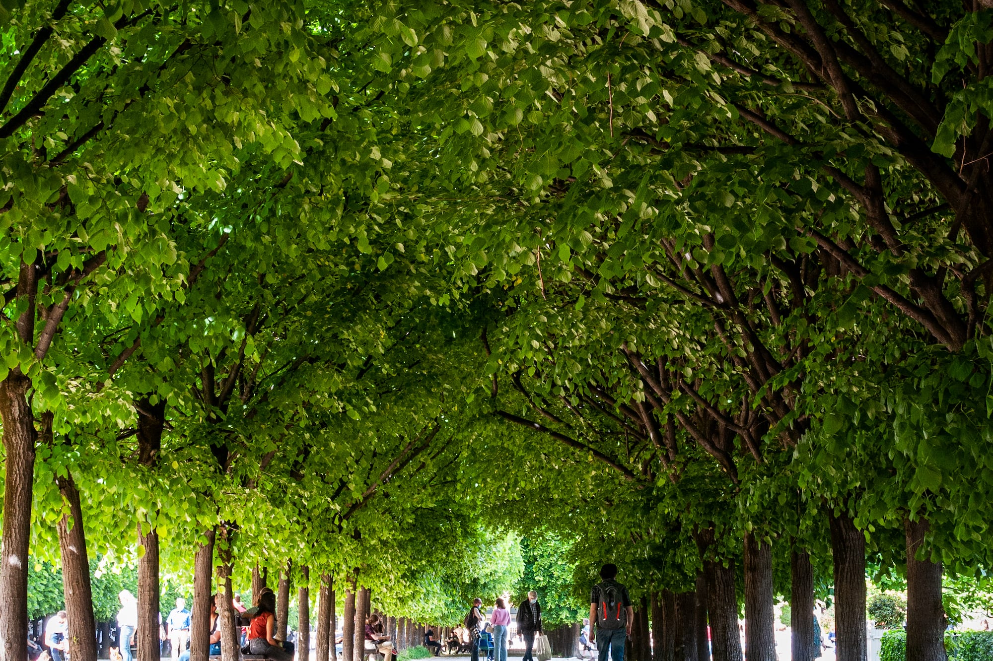 a group of people walking on a path with trees