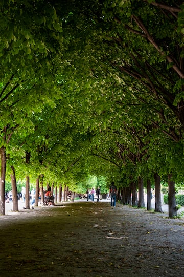 a group of people walking on a path with trees