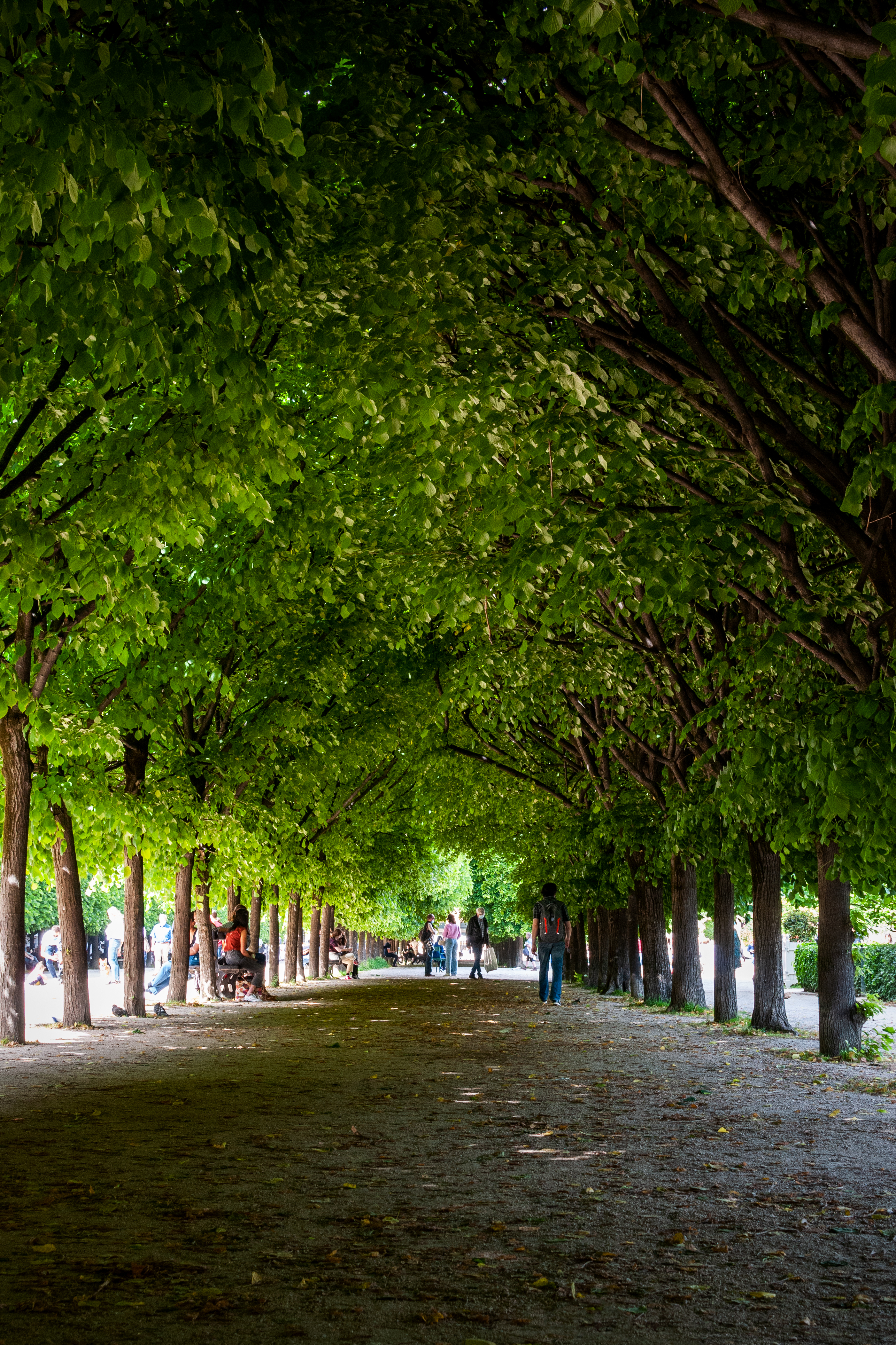 a group of people walking on a path with trees