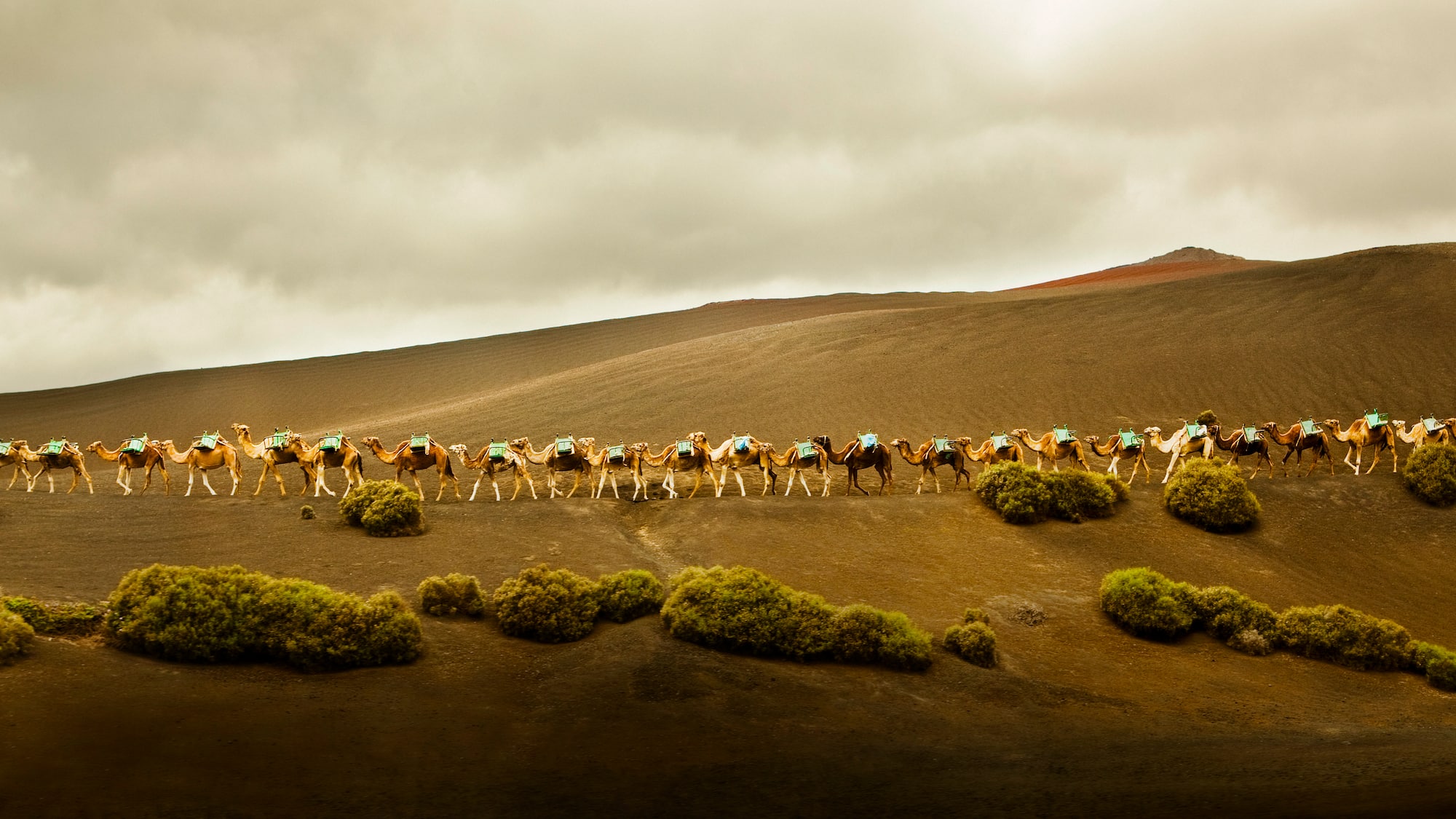 a group of camels in a desert