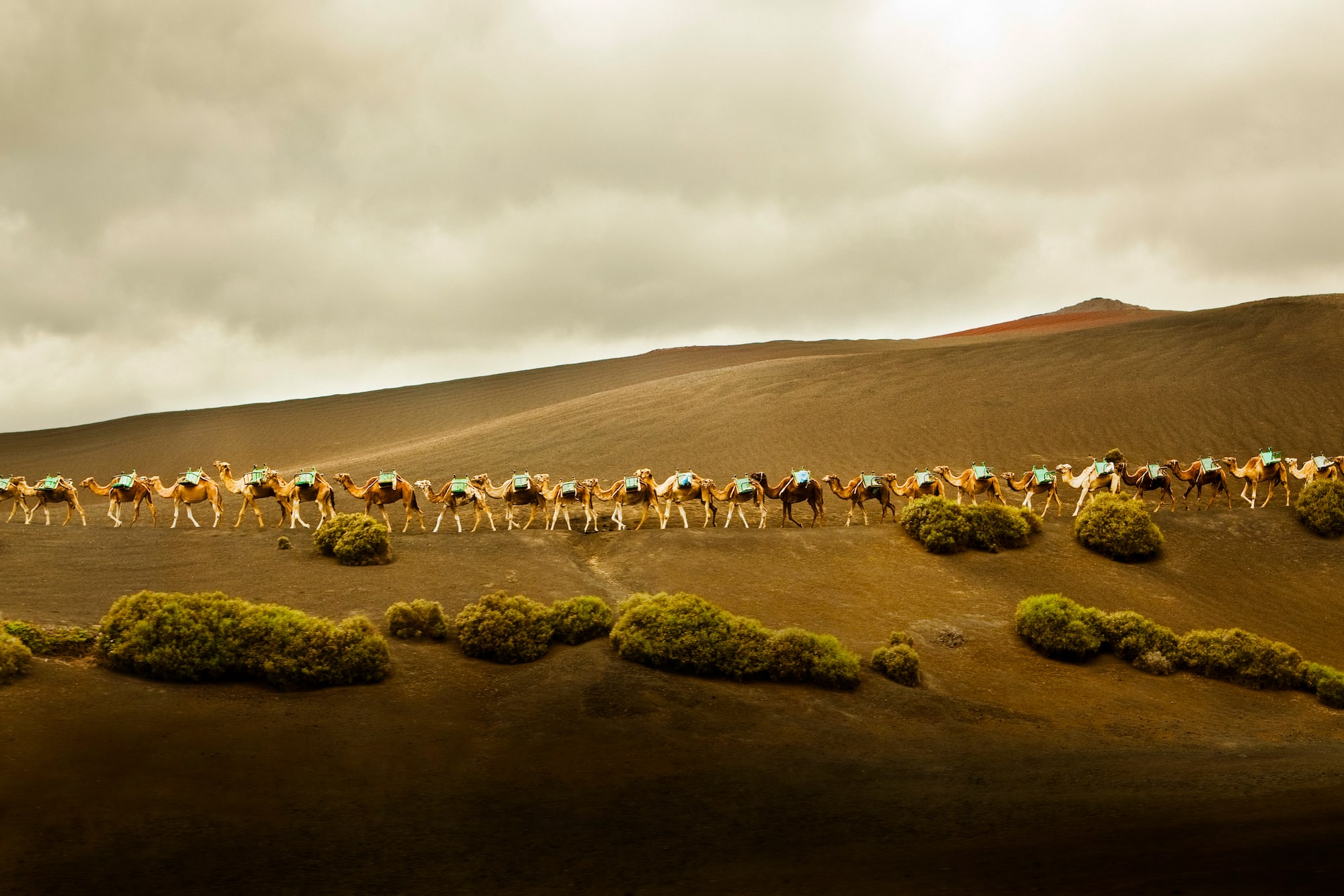 a group of camels in a desert