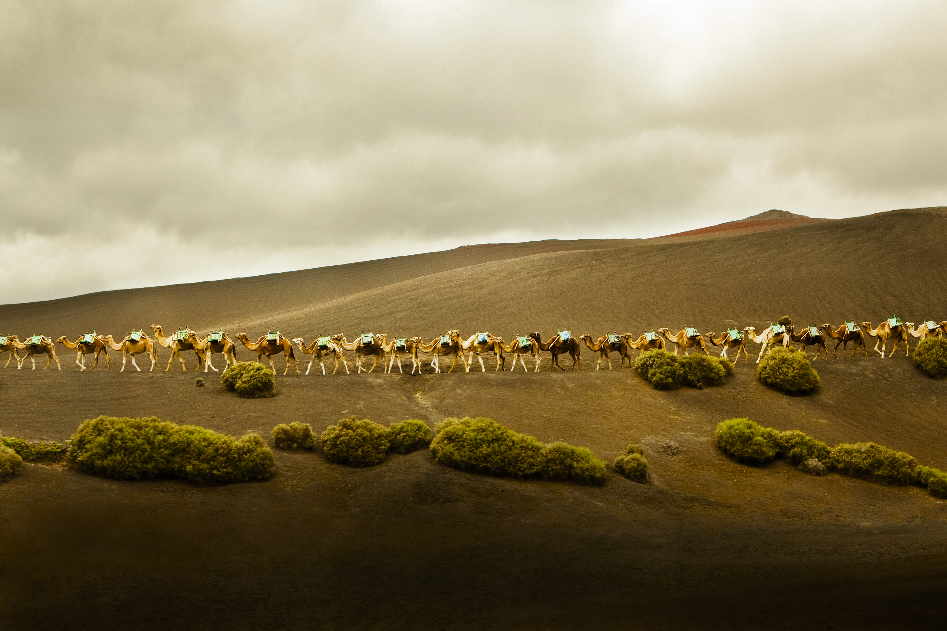 a group of camels in a desert