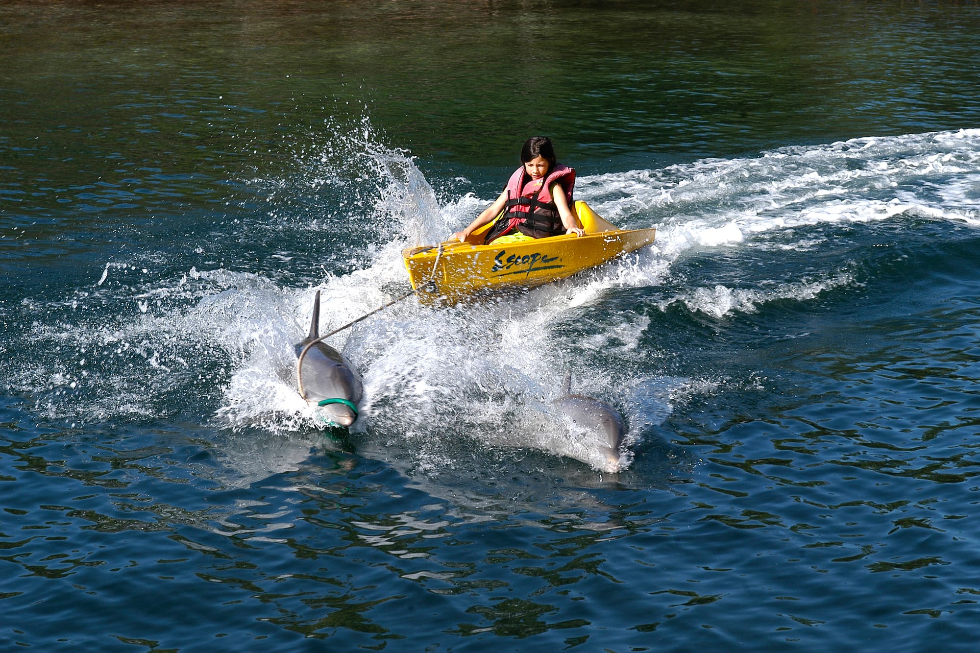 a woman in a yellow kayak with dolphins
