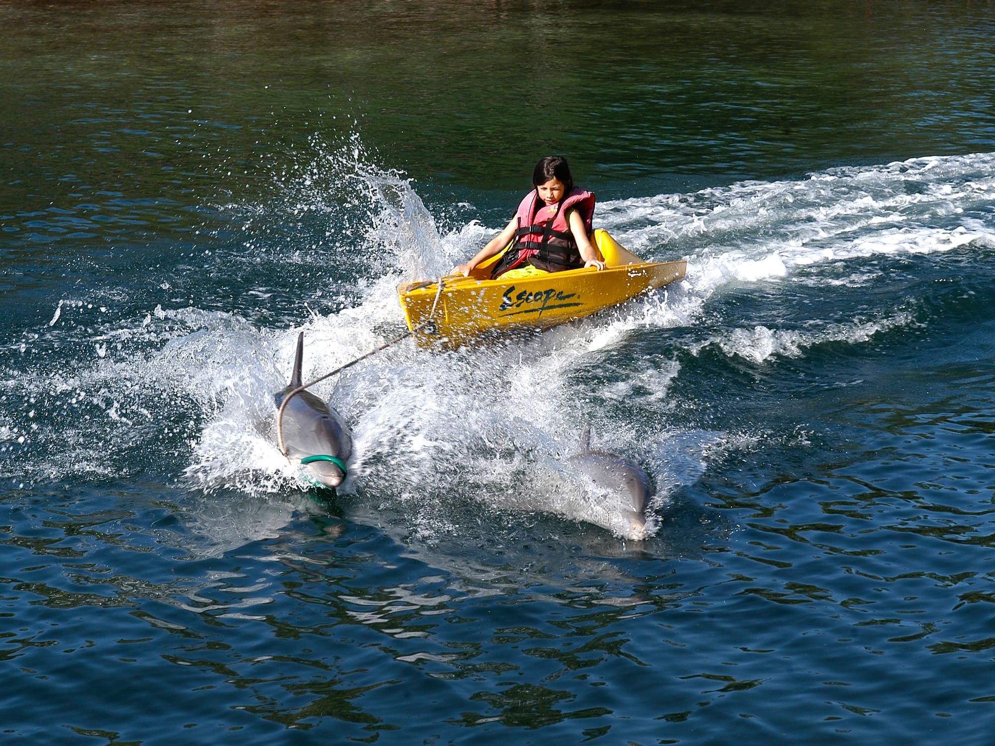 a woman in a yellow kayak with dolphins