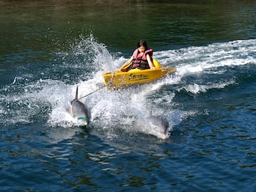 a woman in a yellow kayak with dolphins