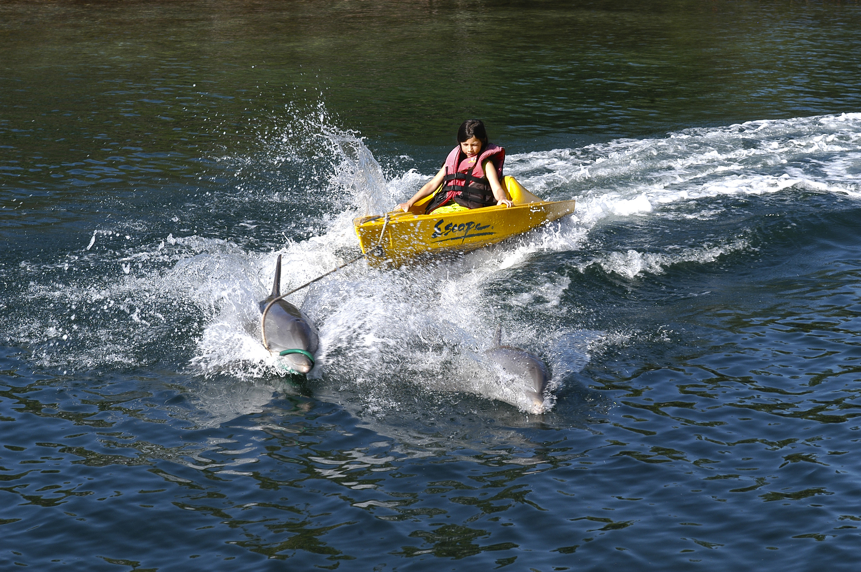 a woman in a yellow kayak with dolphins
