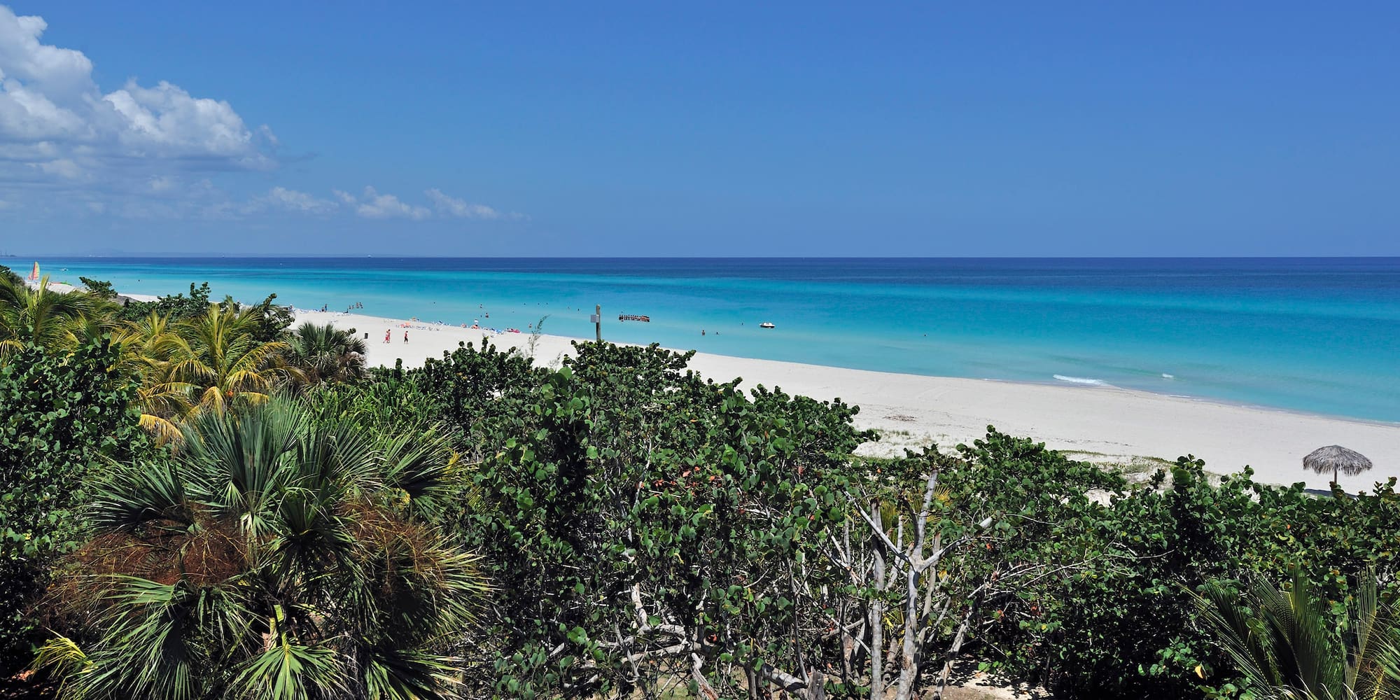 a beach with trees and water