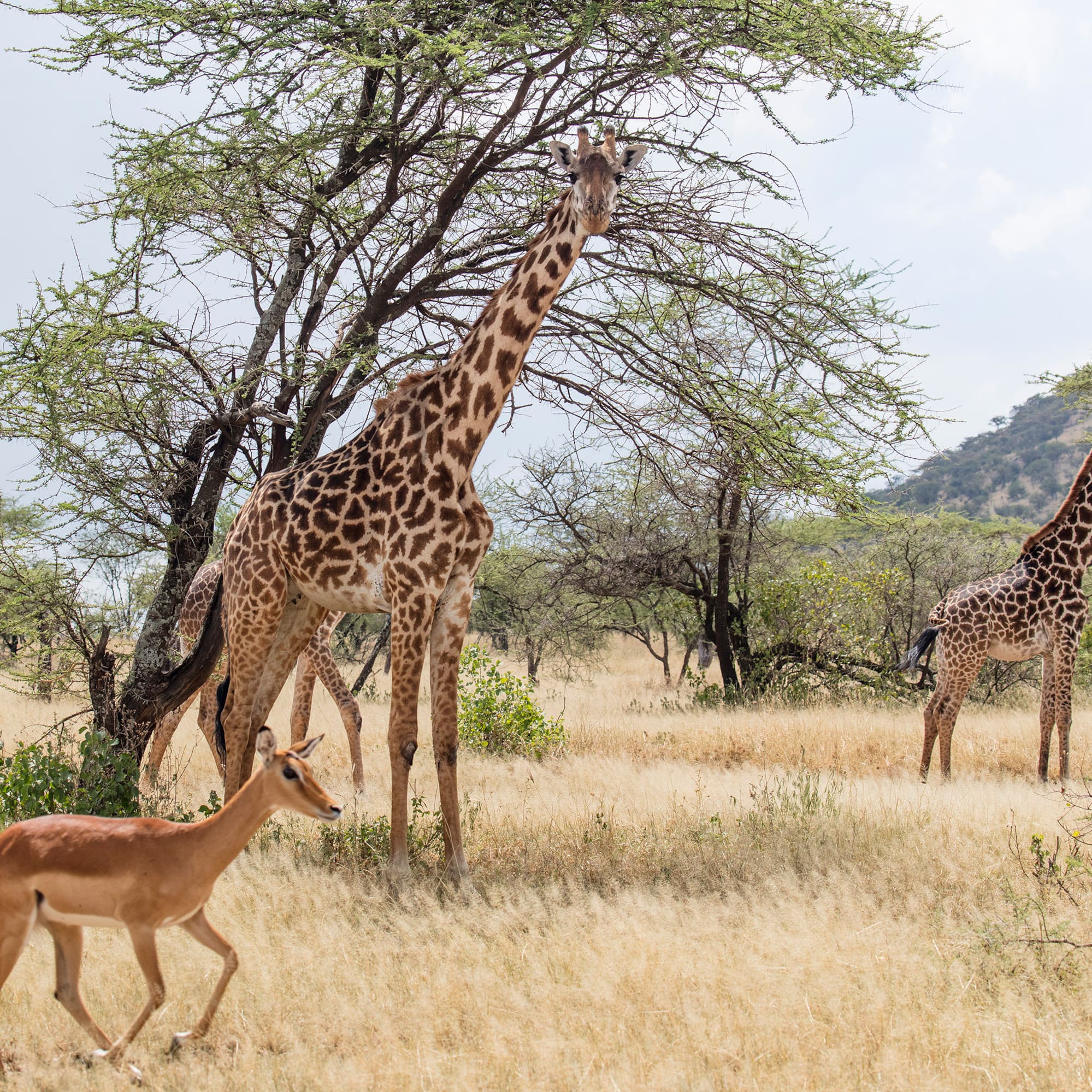 giraffes and gazelles in a grassy field with trees