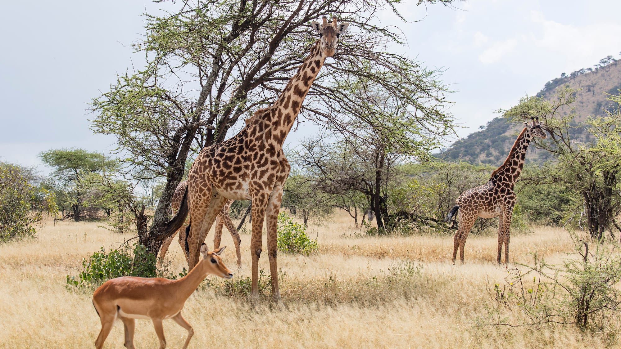 giraffes and gazelles in a grassy field with trees
