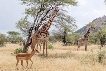 giraffes and gazelles in a grassy field with trees