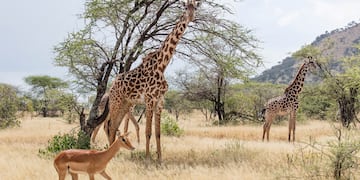giraffes and gazelles in a grassy field with trees