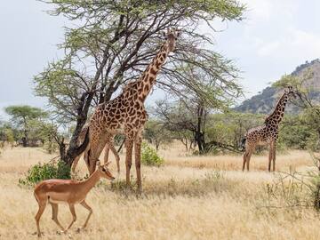 giraffes and gazelles in a grassy field with trees