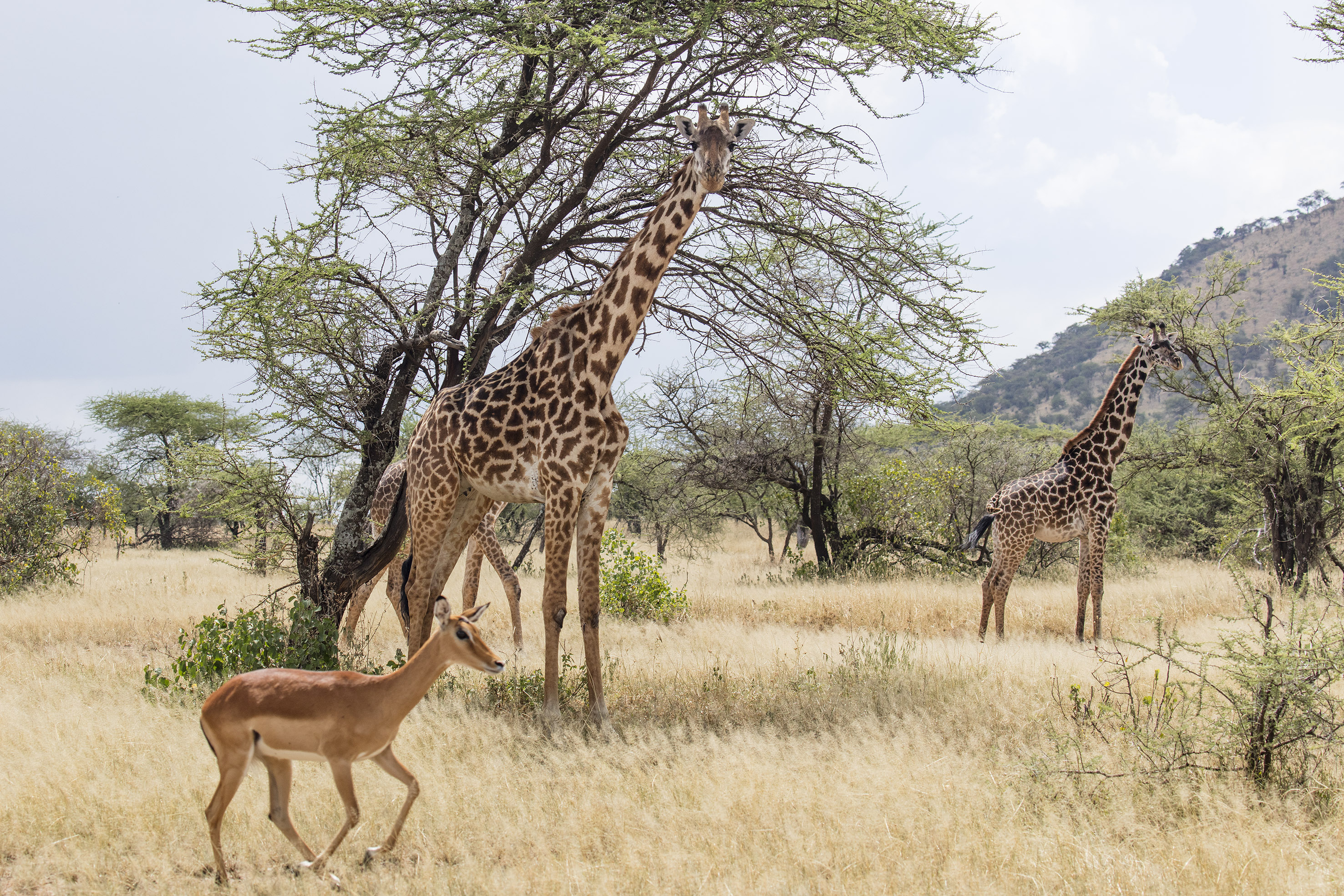 Two giraffes and impala in dry African savanna with acacia trees.