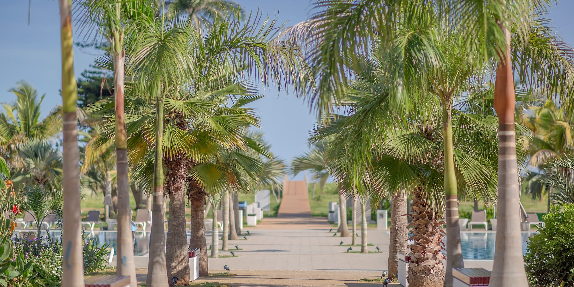 a walkway with palm trees and a pool