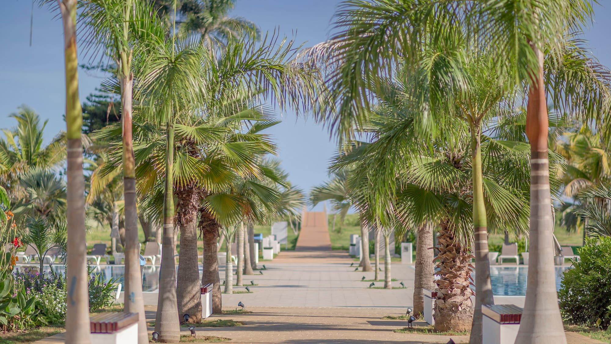 a walkway with palm trees and a pool