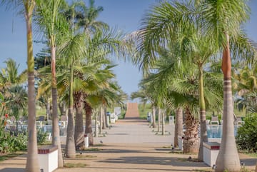 a walkway with palm trees and a pool