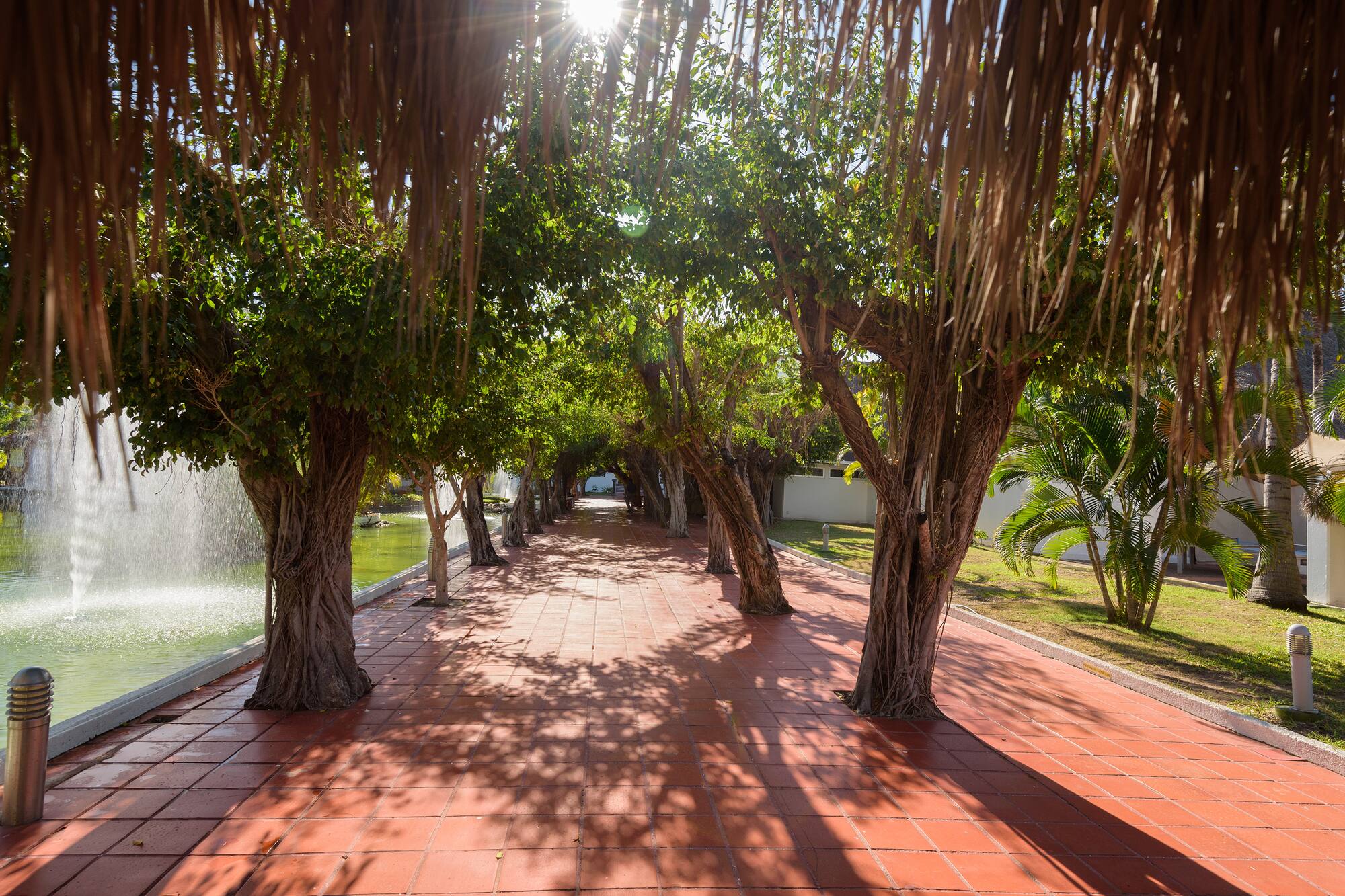 a walkway with trees and a pool