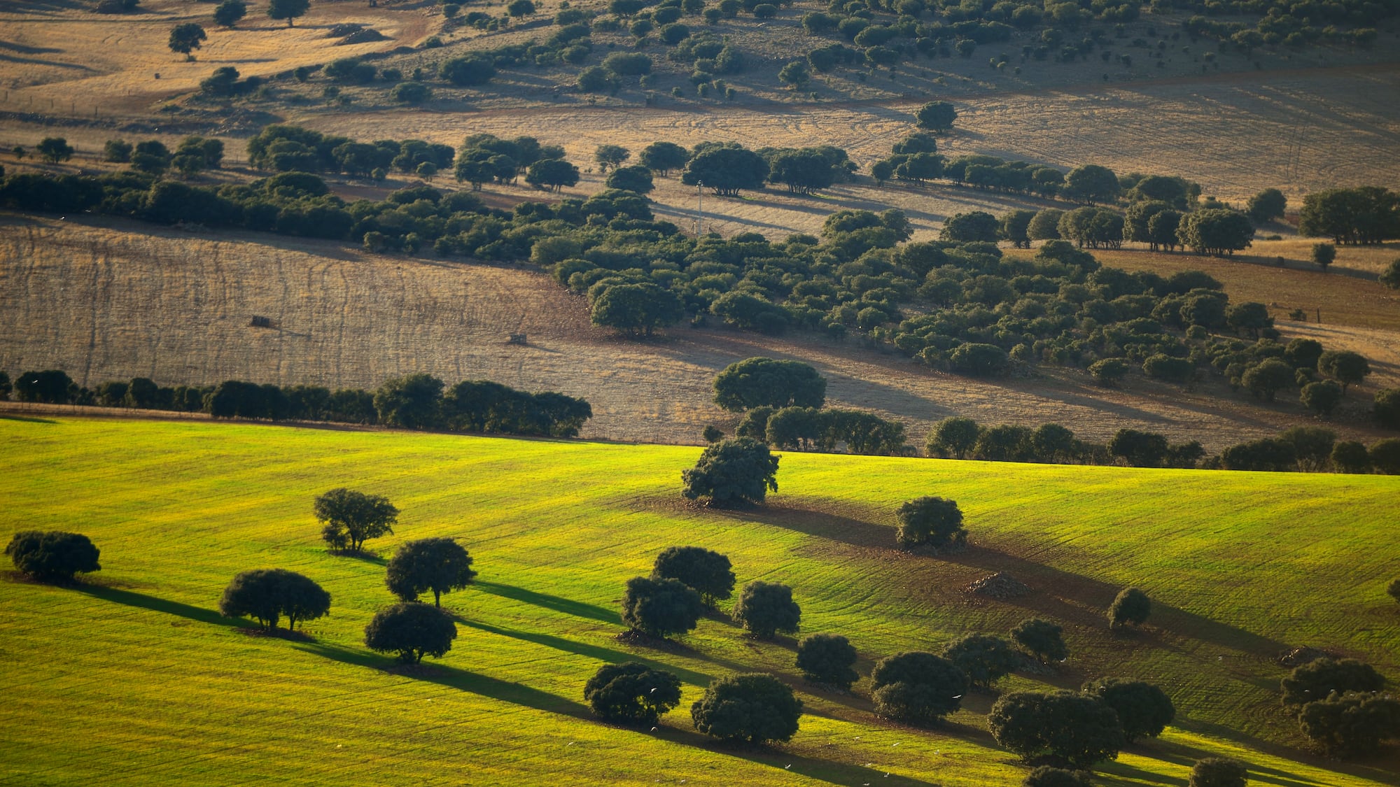 a landscape with trees and fields