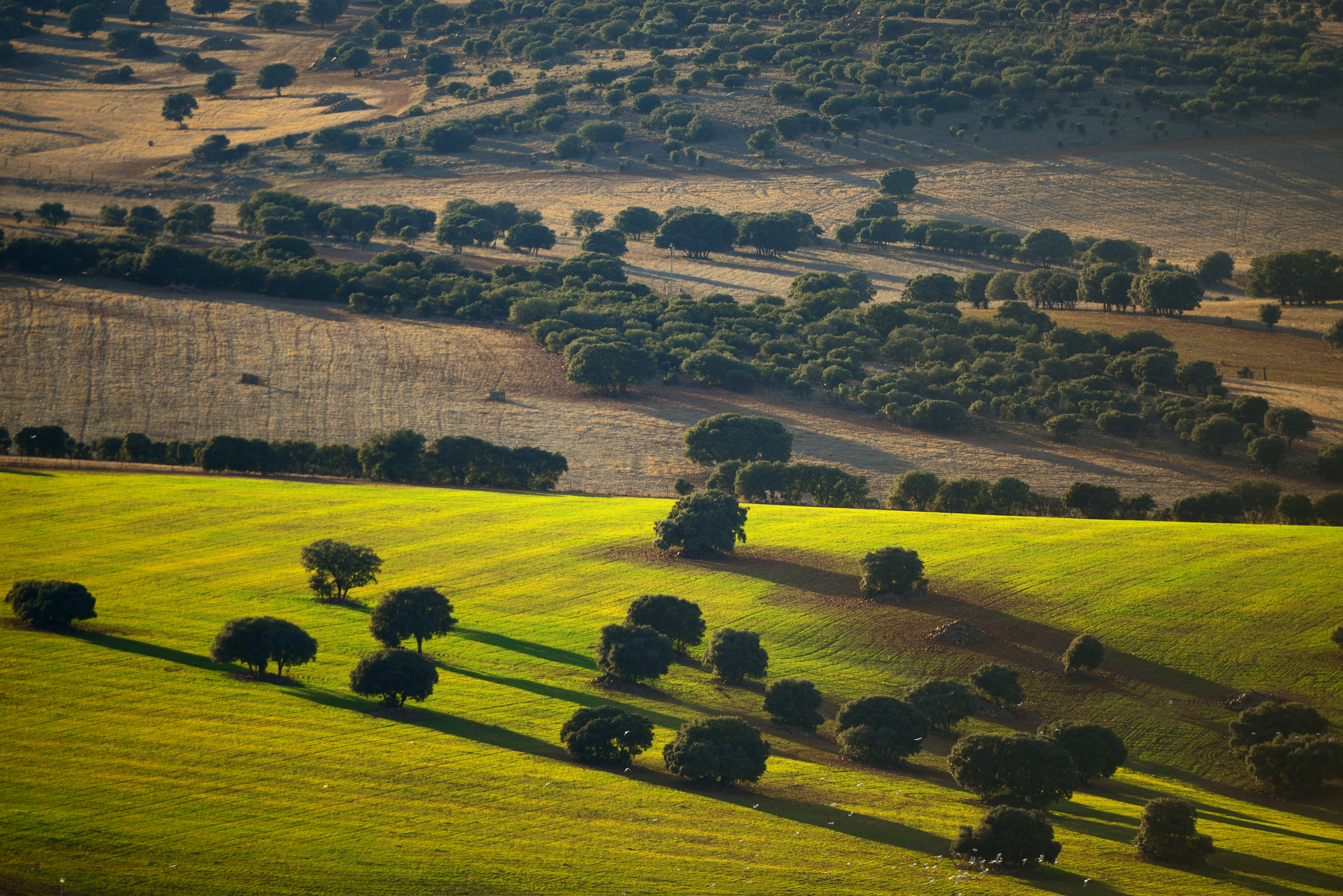 a landscape with trees and fields